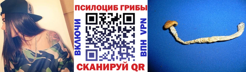 Псилоцибиновые грибы Psilocybe  как найти закладки  Кувшиново 